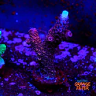 Acropora sp  1