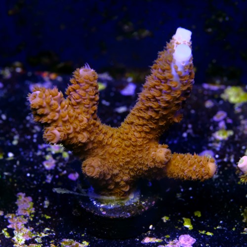 Acropora sp  2