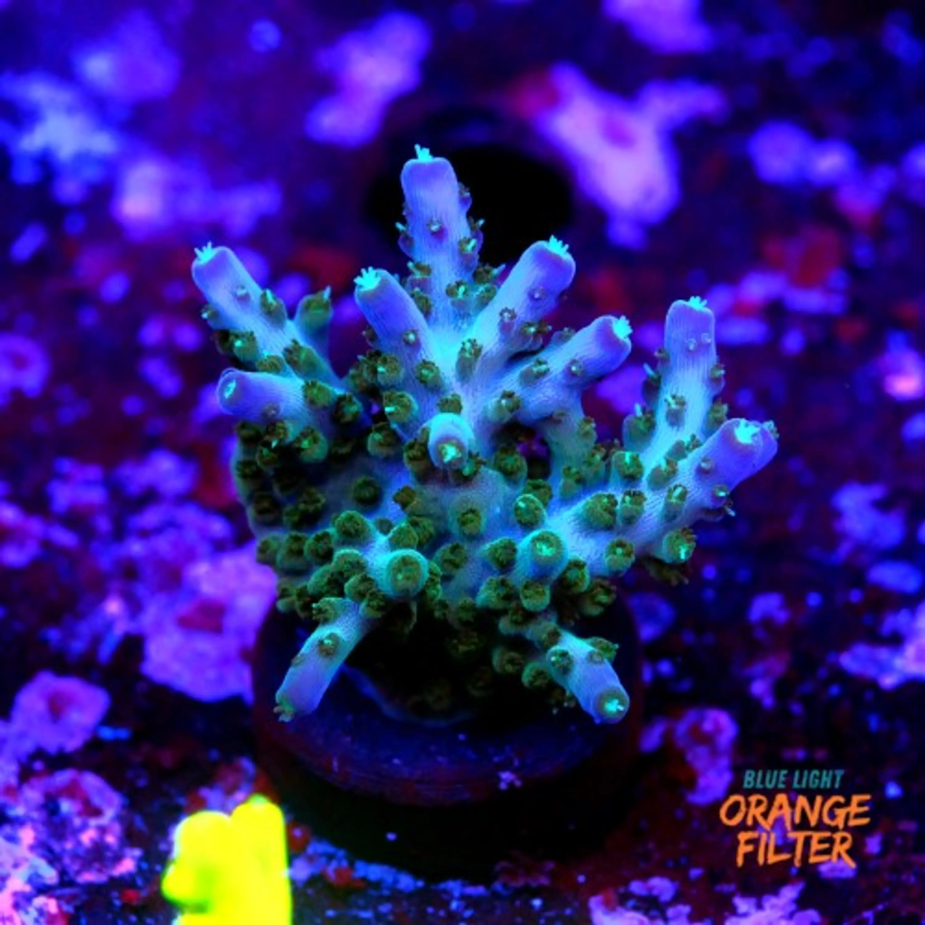 Acropora ari's avalanche