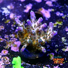 Acropora ari's avalanche 2