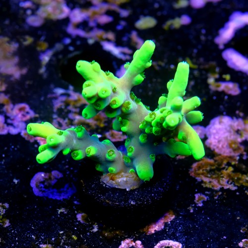 Acropora lokani banana  2