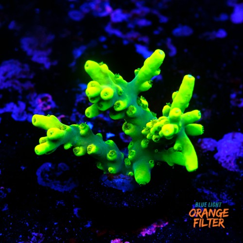 Acropora lokani banana  1