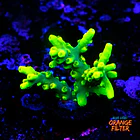 Acropora lokani banana  1