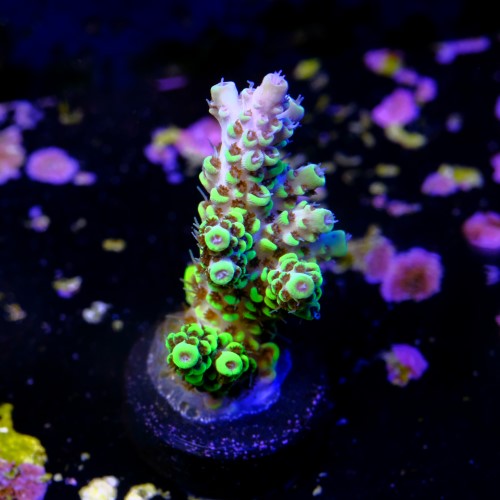Acropora pikachu  2