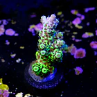 Acropora pikachu  2