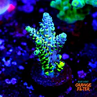 Acropora pikachu  1