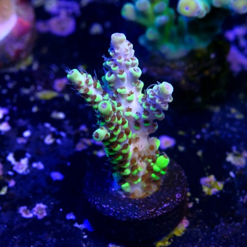 Acropora pikachu  2
