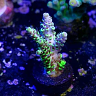 Acropora pikachu  2