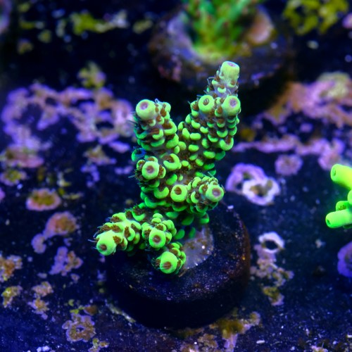Acropora pikachu  2