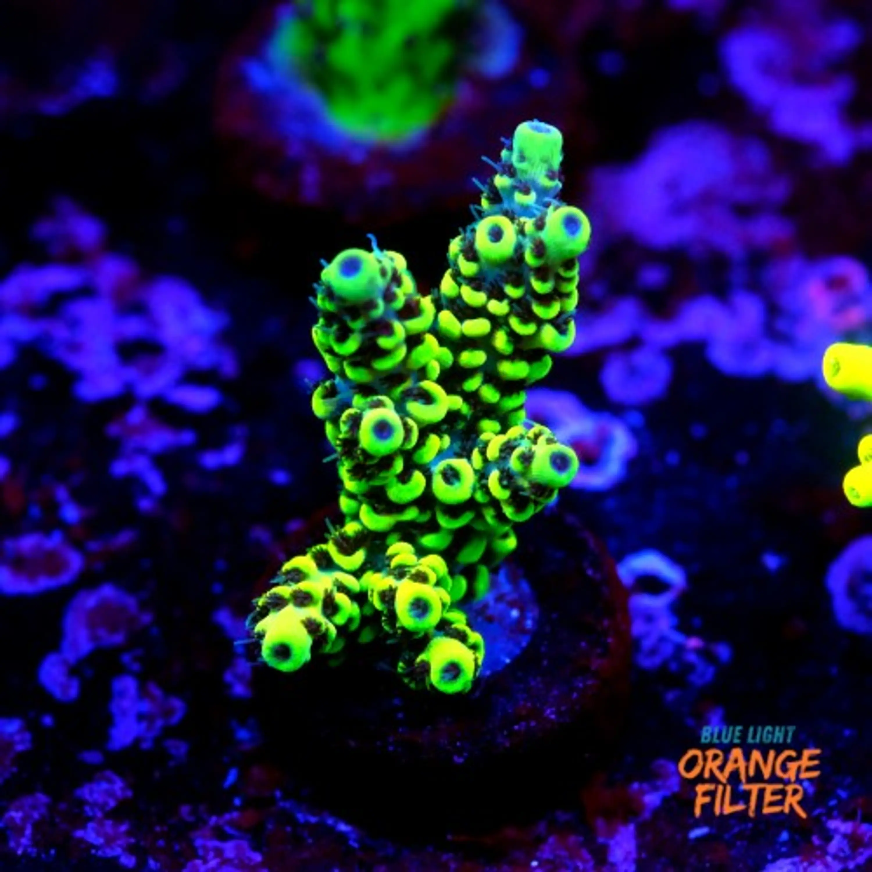 Acropora pikachu 