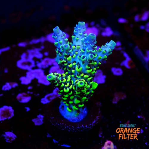 Acropora pikachu  1