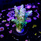 Acropora pikachu  2