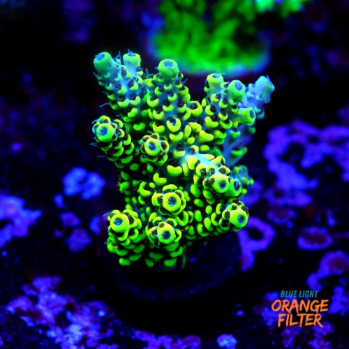 Acropora pikachu  1