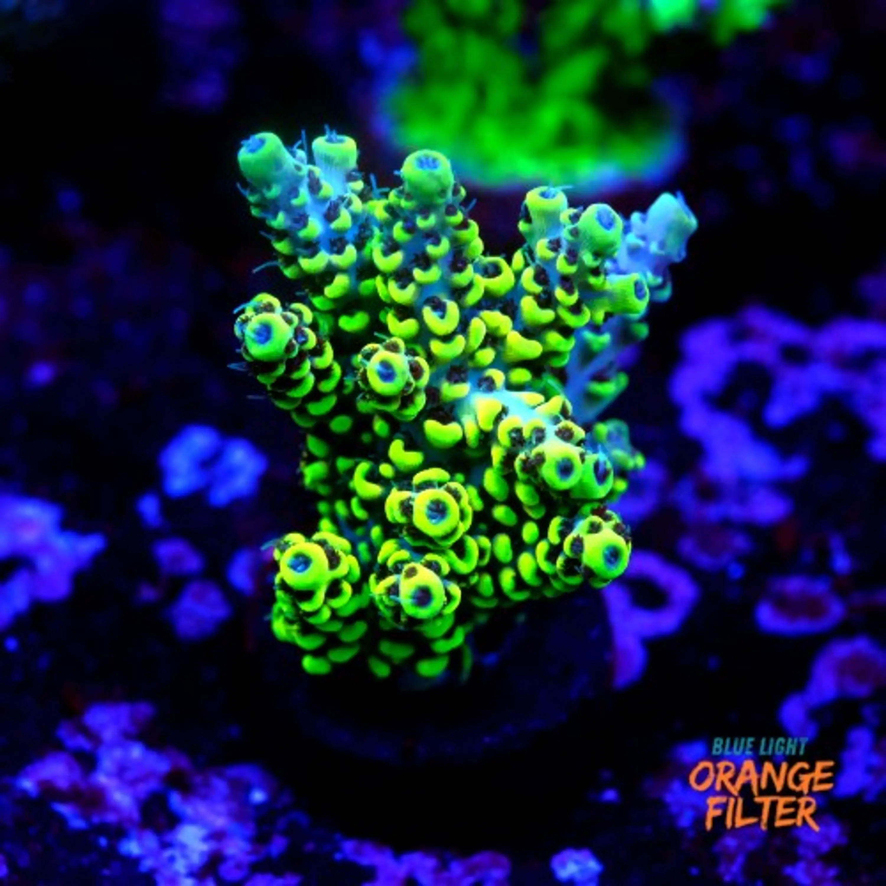 Acropora pikachu 