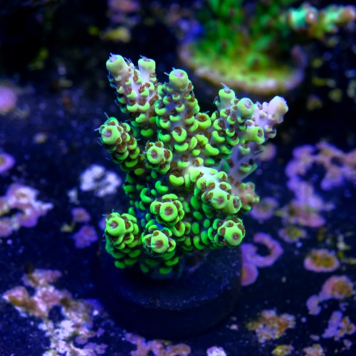 Acropora pikachu  2
