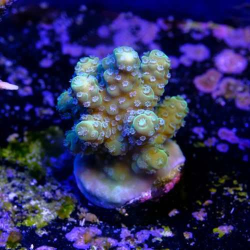 Acropora sp  2