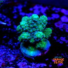 Acropora sp  1