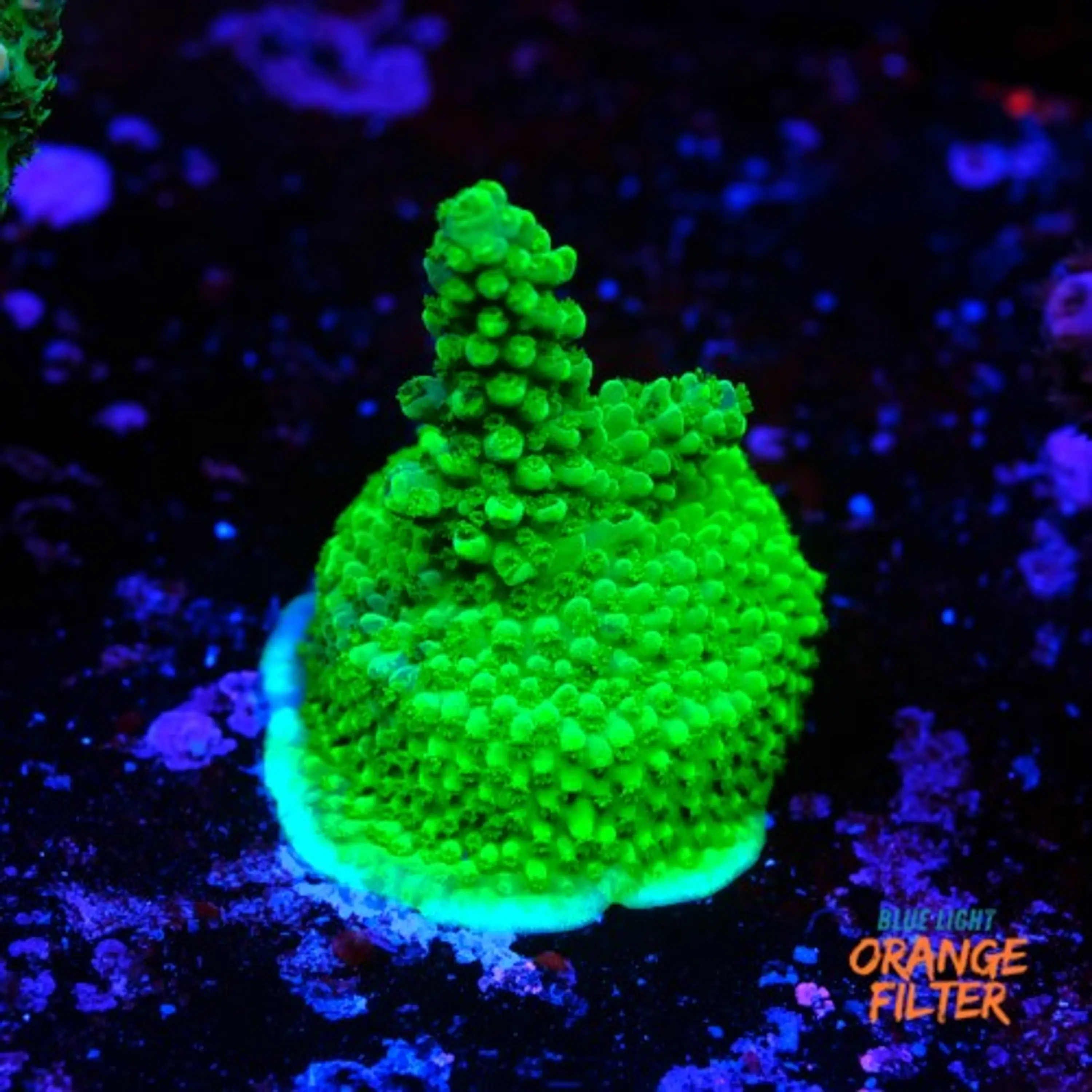 Acropora solomon split