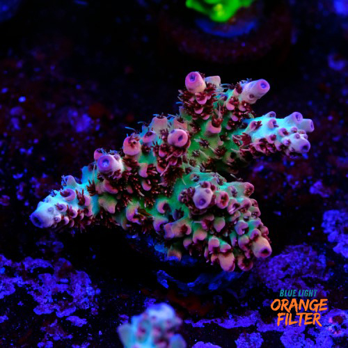 Acropora cotton candy 1