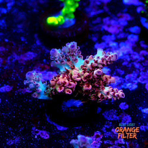 Acropora cotton candy 1