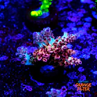 Acropora cotton candy 1