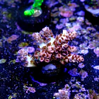 Acropora cotton candy 2