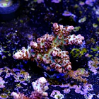Acropora cotton candy 2