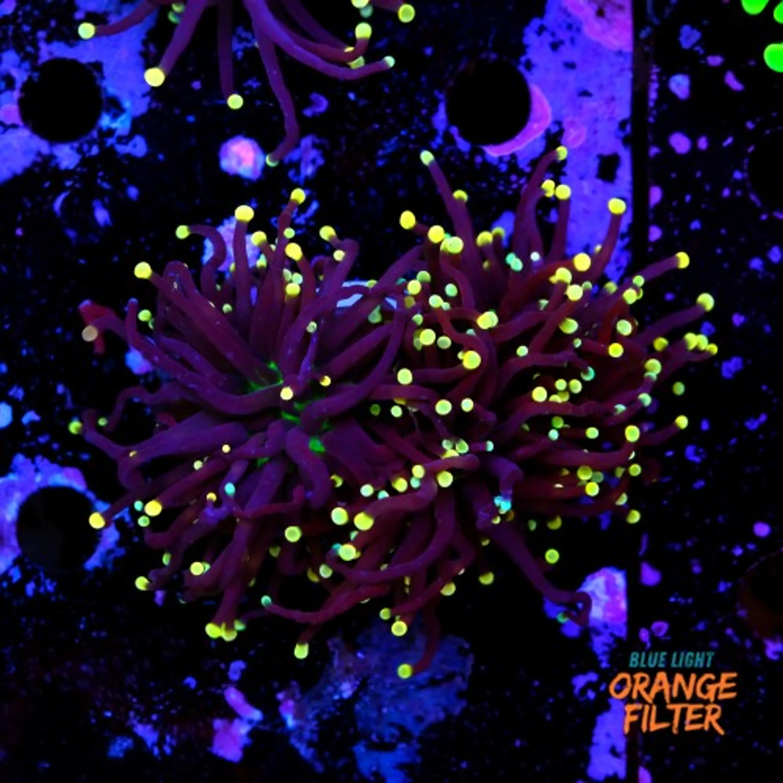 Euphyllia black torch 