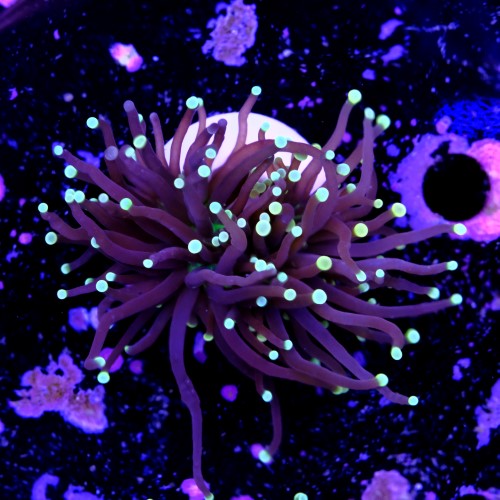 Euphyllia black torch  2