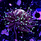 Euphyllia black torch  2