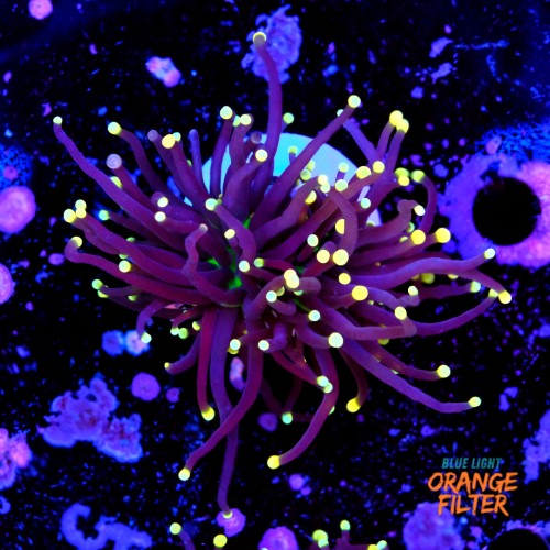 Euphyllia black torch  1