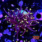 Euphyllia black torch  1