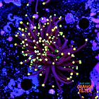 Euphyllia black torch  1