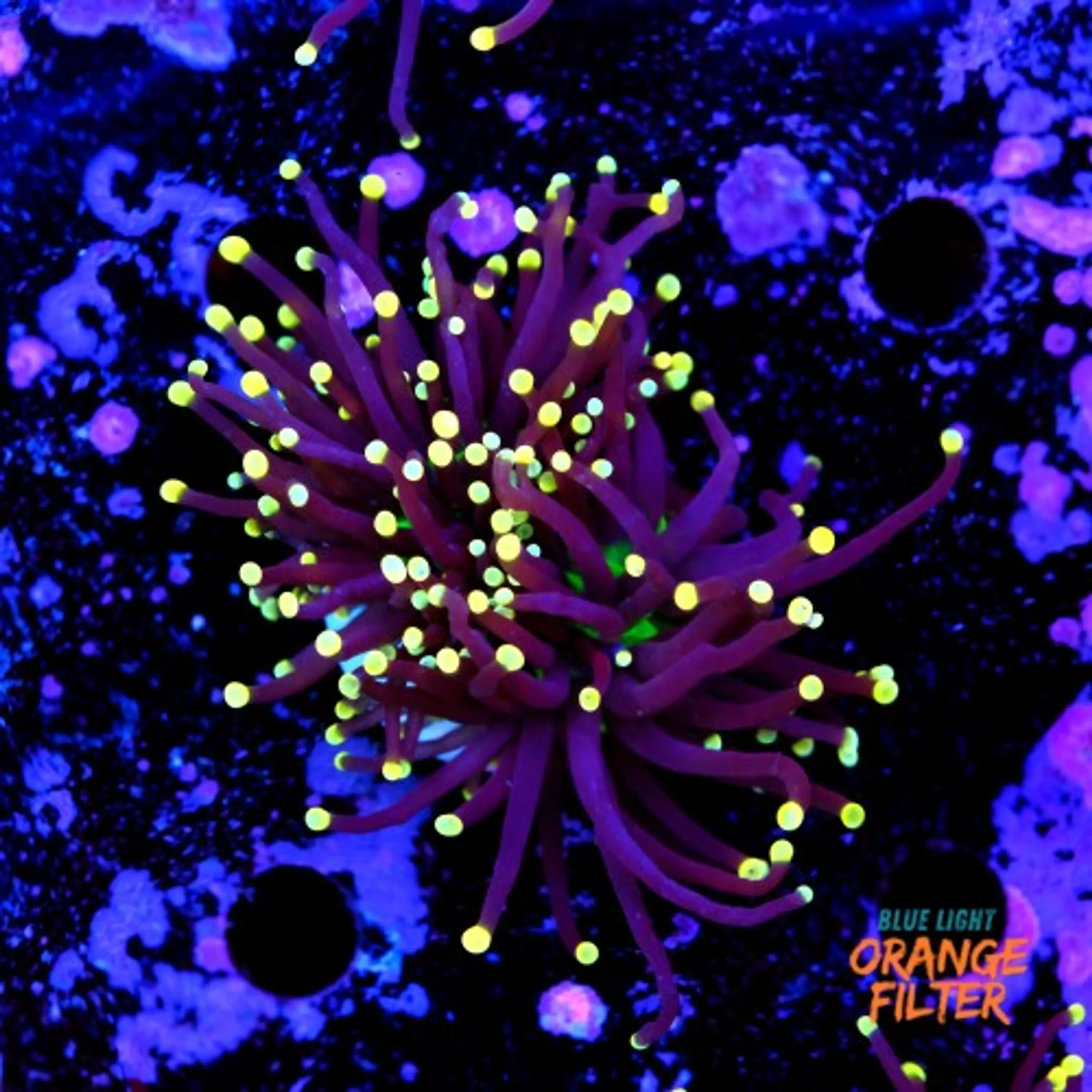 Euphyllia black torch 