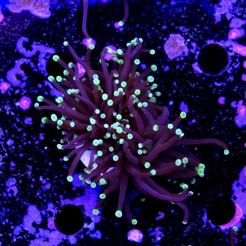 Euphyllia black torch  2