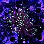 Euphyllia black torch  2