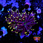 Euphyllia black torch  1