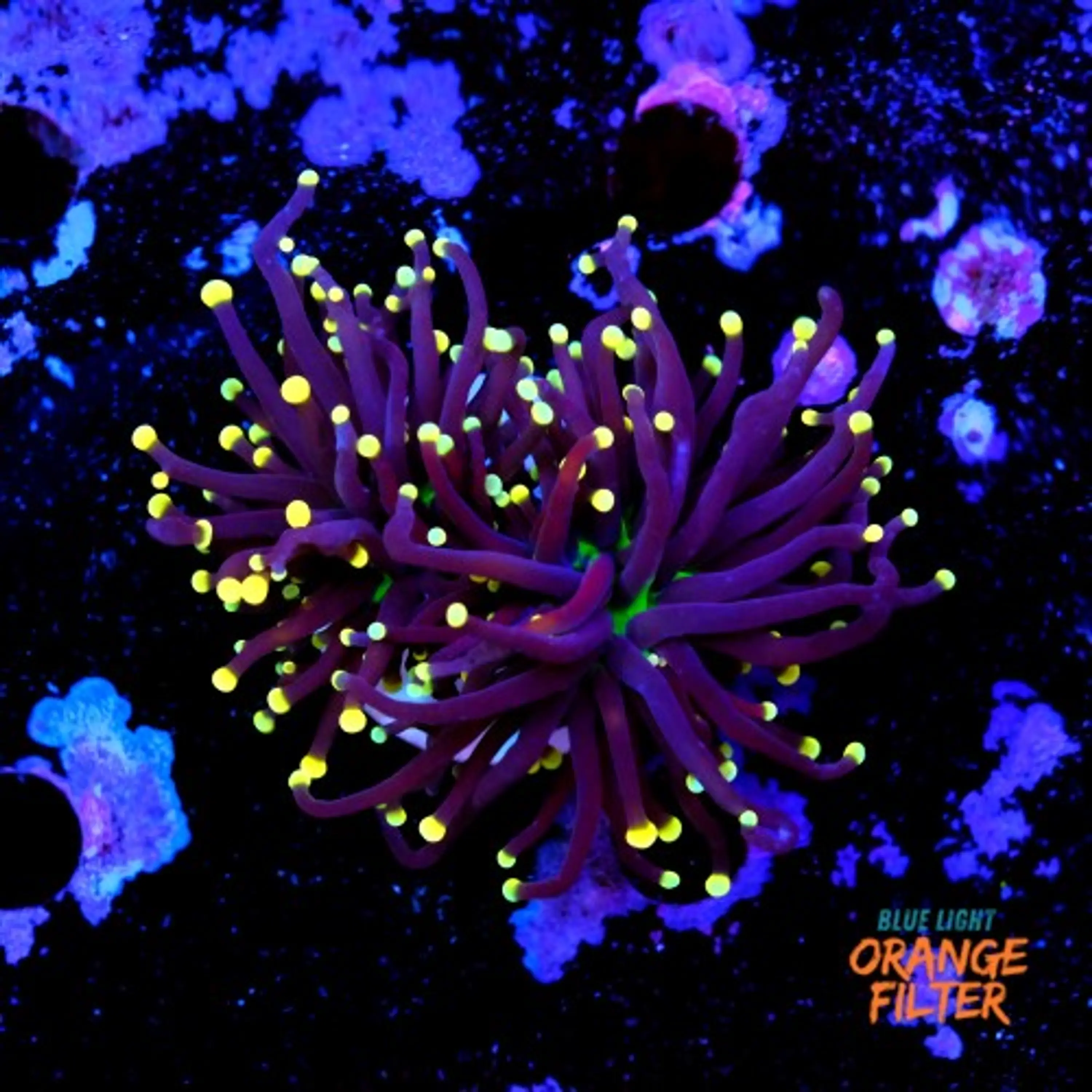 Euphyllia black torch 