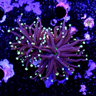 Euphyllia black torch  2