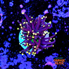 Euphyllia black torch  1
