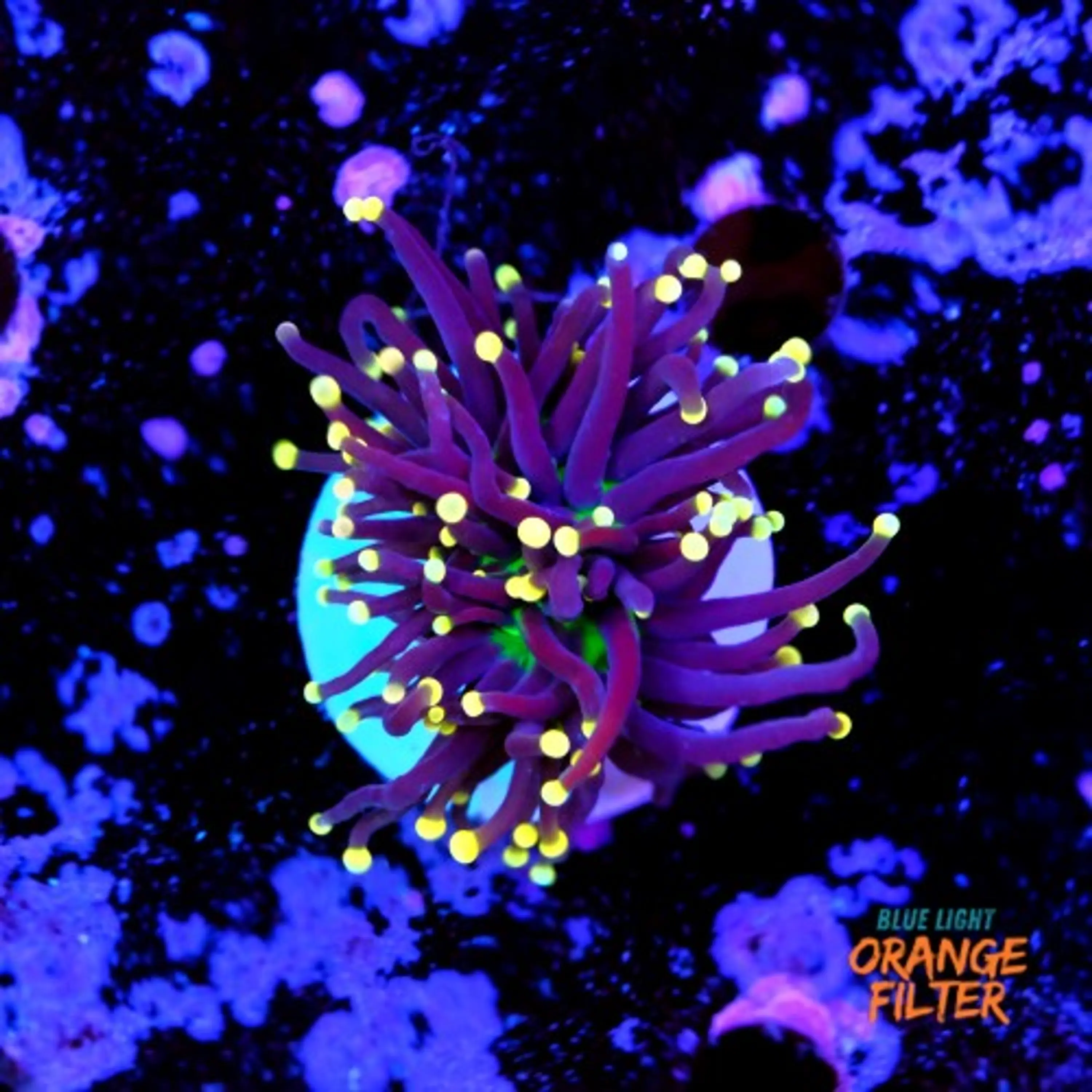 Euphyllia black torch 