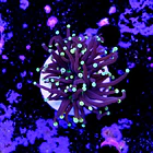 Euphyllia black torch  2