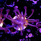 Goniopora purple  1