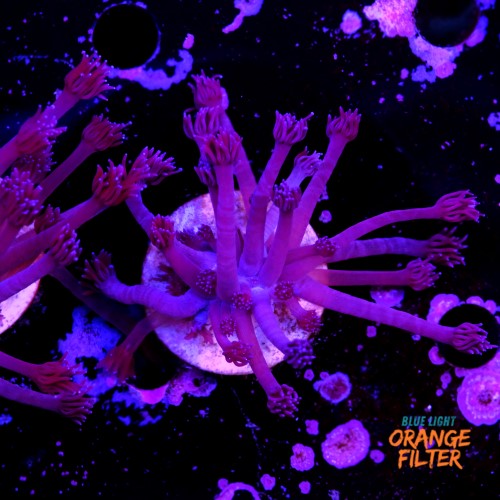 Goniopora purple  2