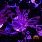 Goniopora purple  2
