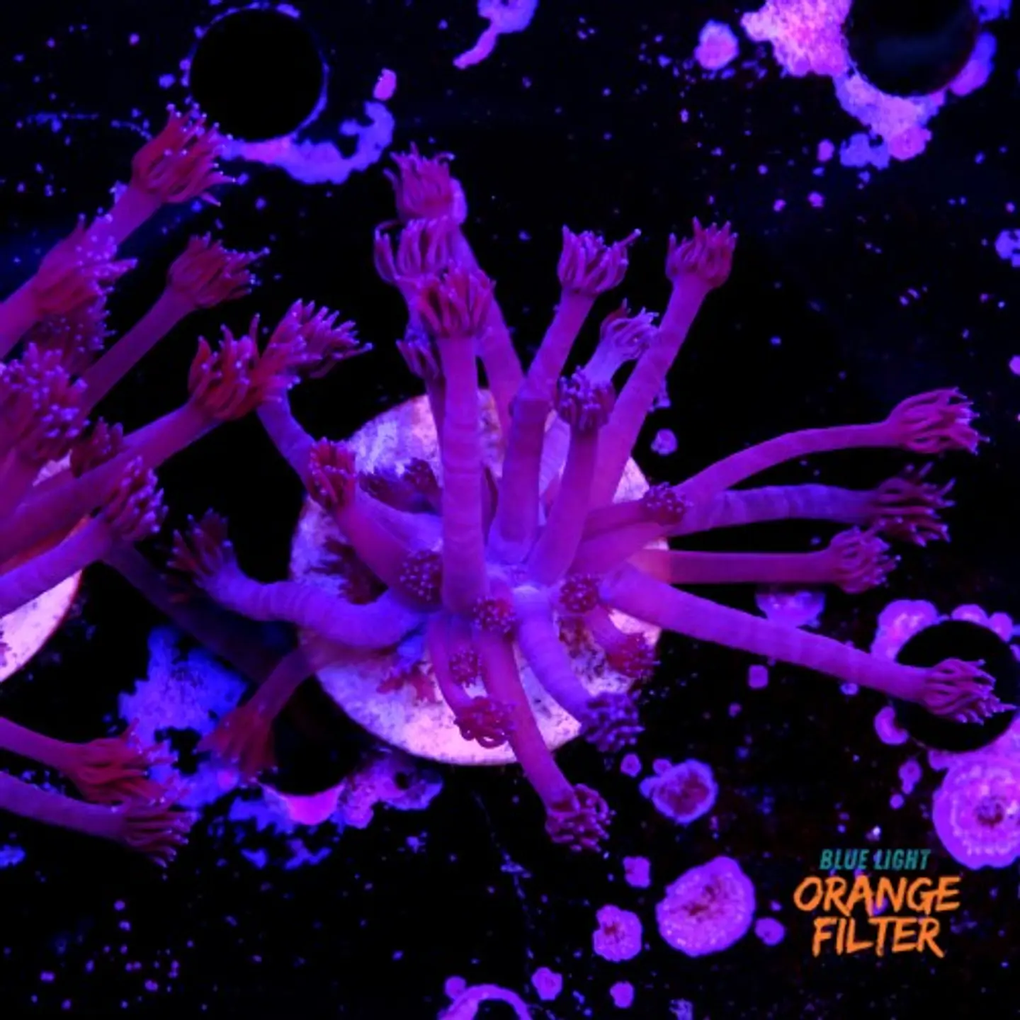 Goniopora purple  2
