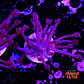 Goniopora purple  - Thumbnail 2