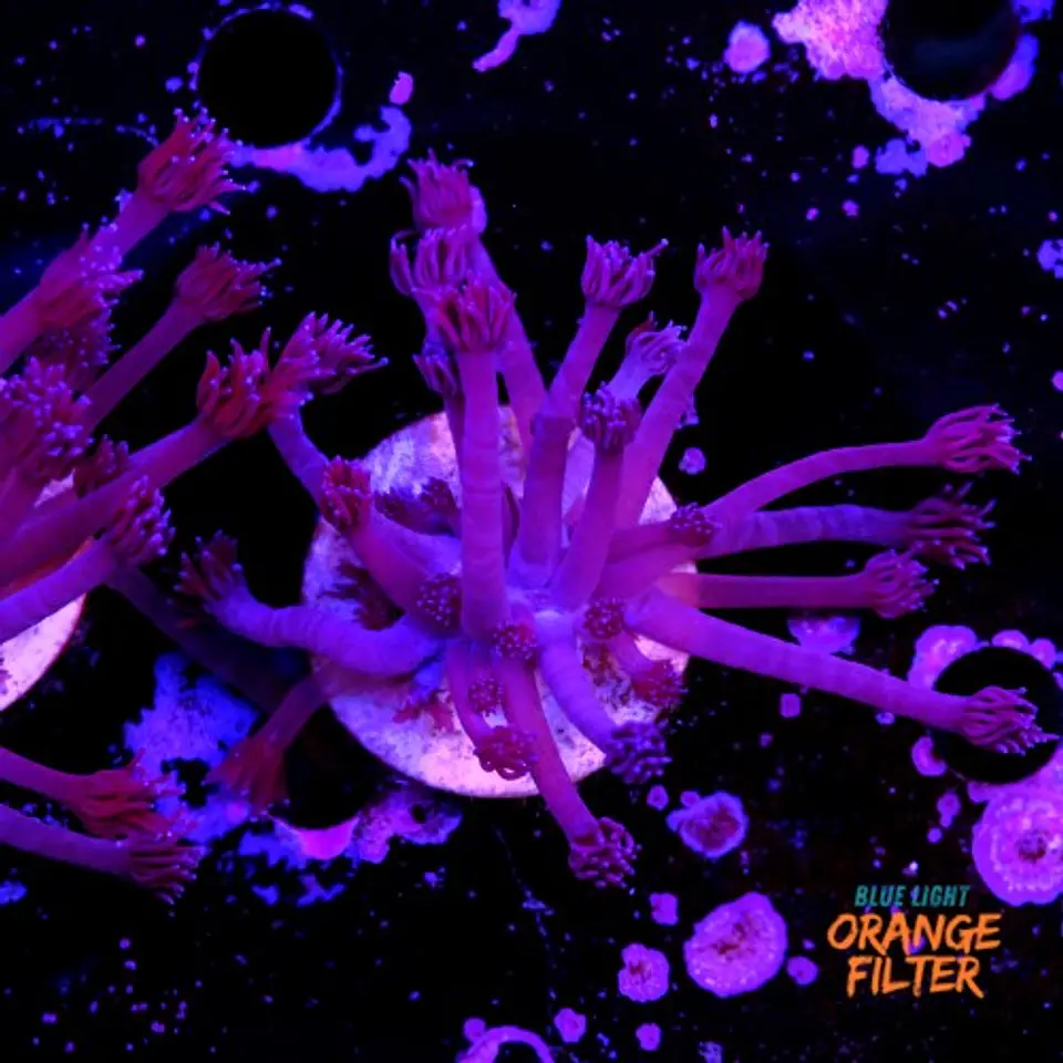 Goniopora purple  2