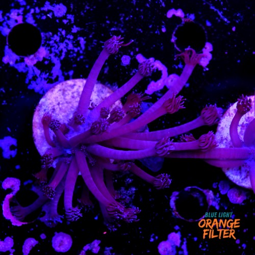 Goniopora purple  2