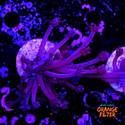 Goniopora purple  2
